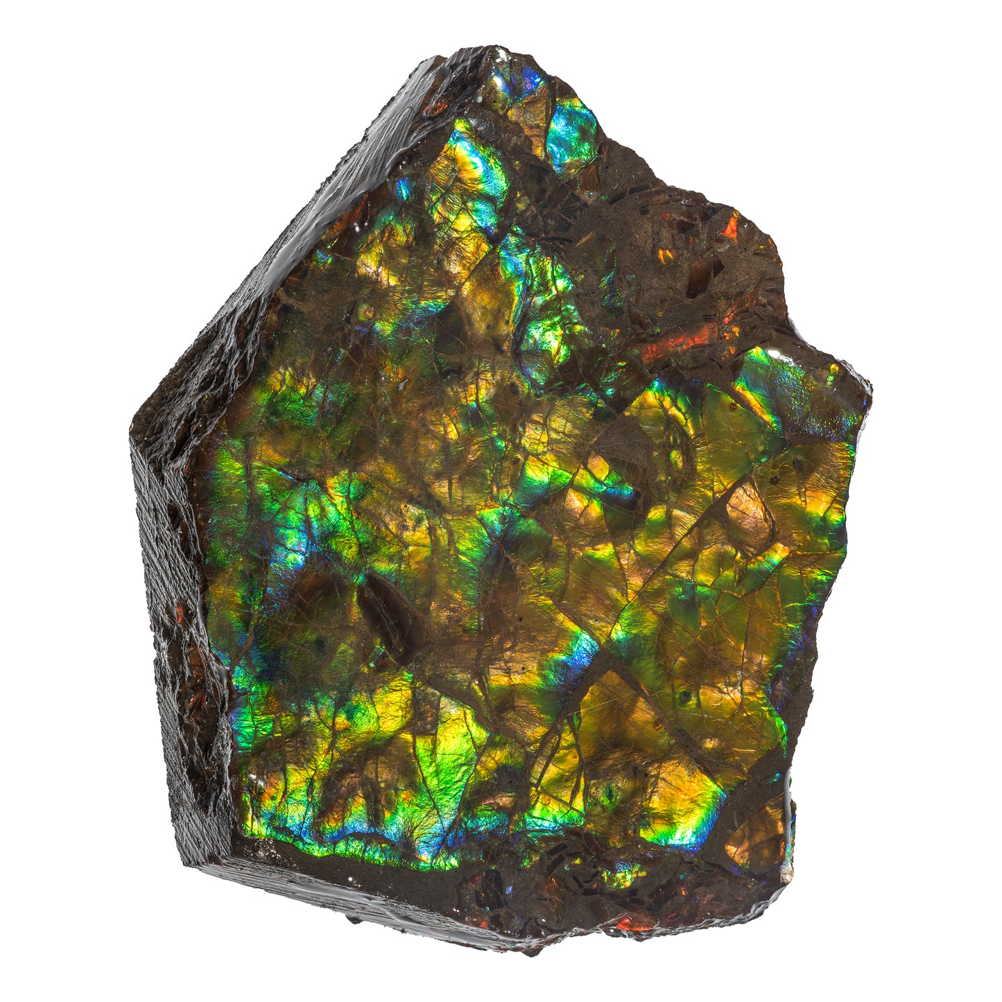 Small Ammolite Hand Specimen