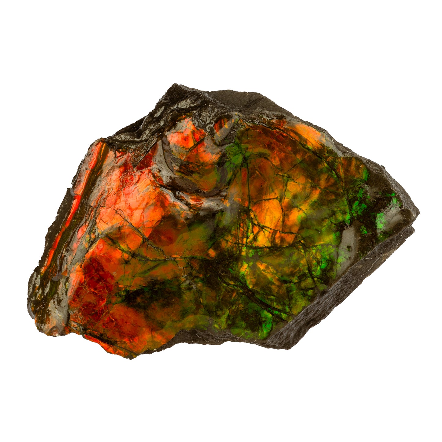 Small Ammolite Hand Specimen