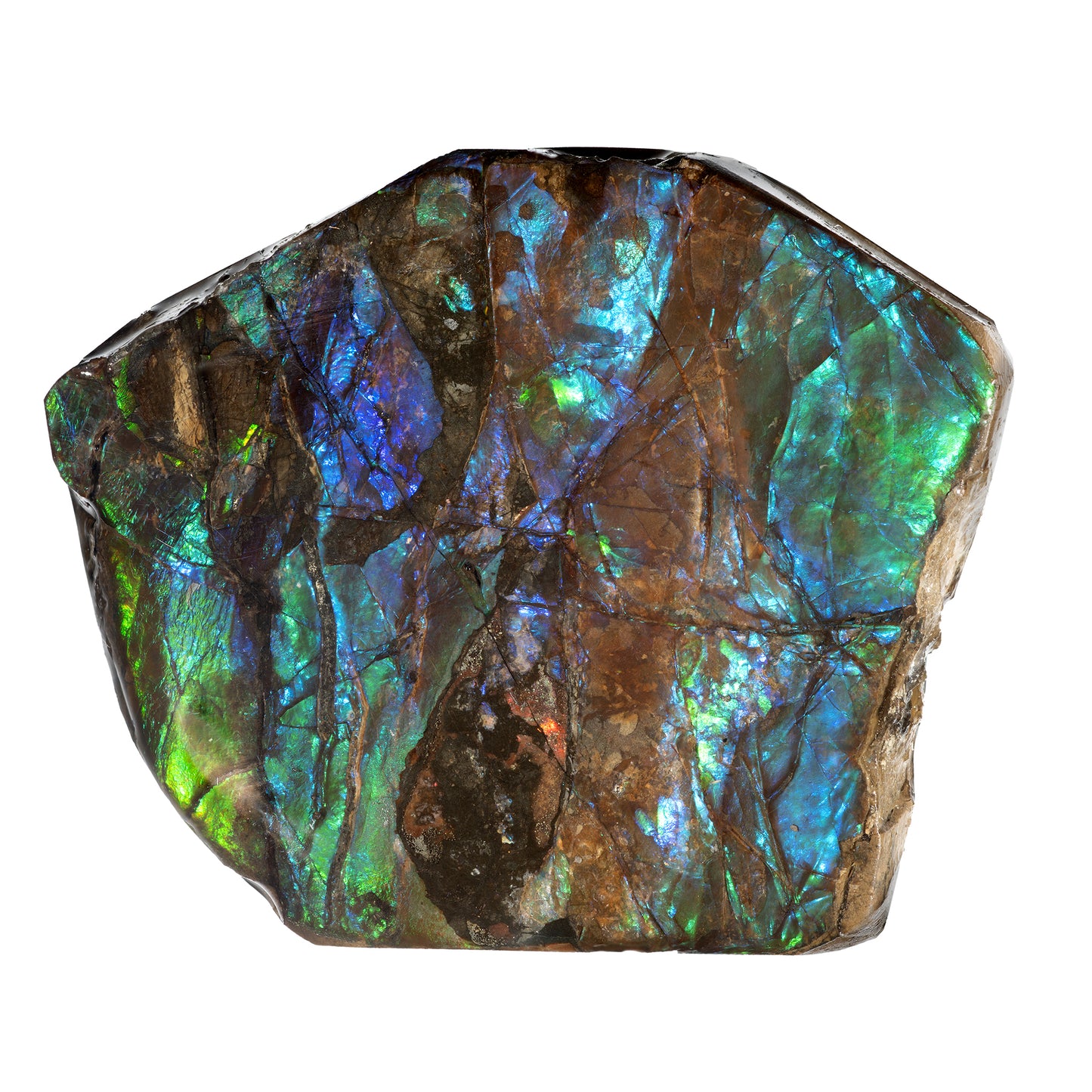 Small Ammolite Hand Specimen